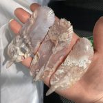Flower Agate Feather Carving Crystal Feather Gift