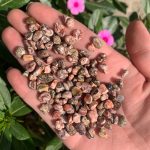 Leopard Skin Jasper Chips Crystal Chips Wholesale