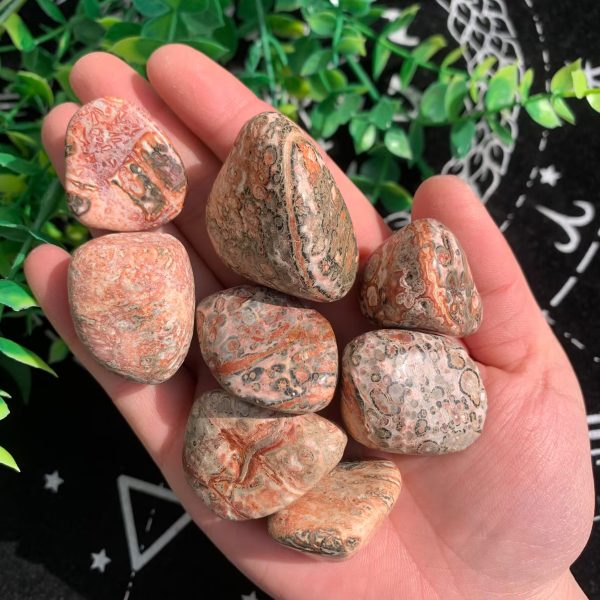 Leopard Skin Jasper Tumbled Stone 30-40mm Crystal Free Shipping