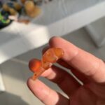 Carnelian Fish with Hole Hand Carved Crystal Goldfish Pendant for Jewelry Making